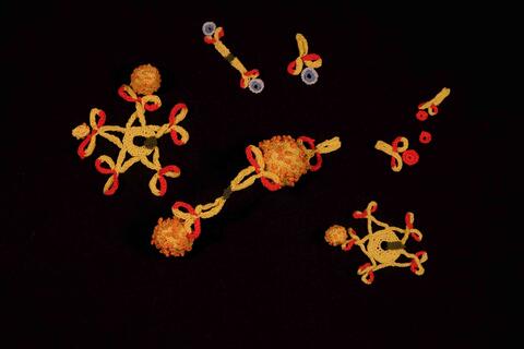 Antik__rper_Antigen_Reaktion