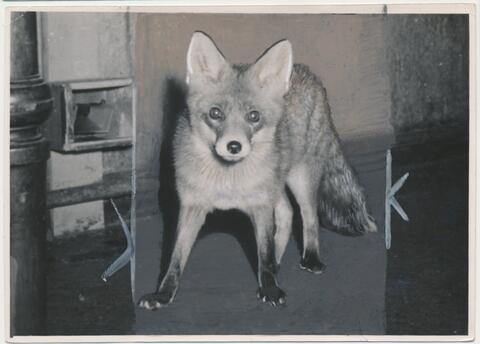 Günter Tembrock: 11.12.52, 19:45, Mucki. Retuschierte S/W-Fotografie, 1952 © Tembrock Forschungssammlung Berlin.